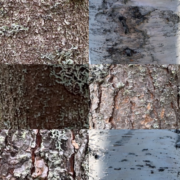 Automatisk identifiering av trädslag i Arboreal Skog